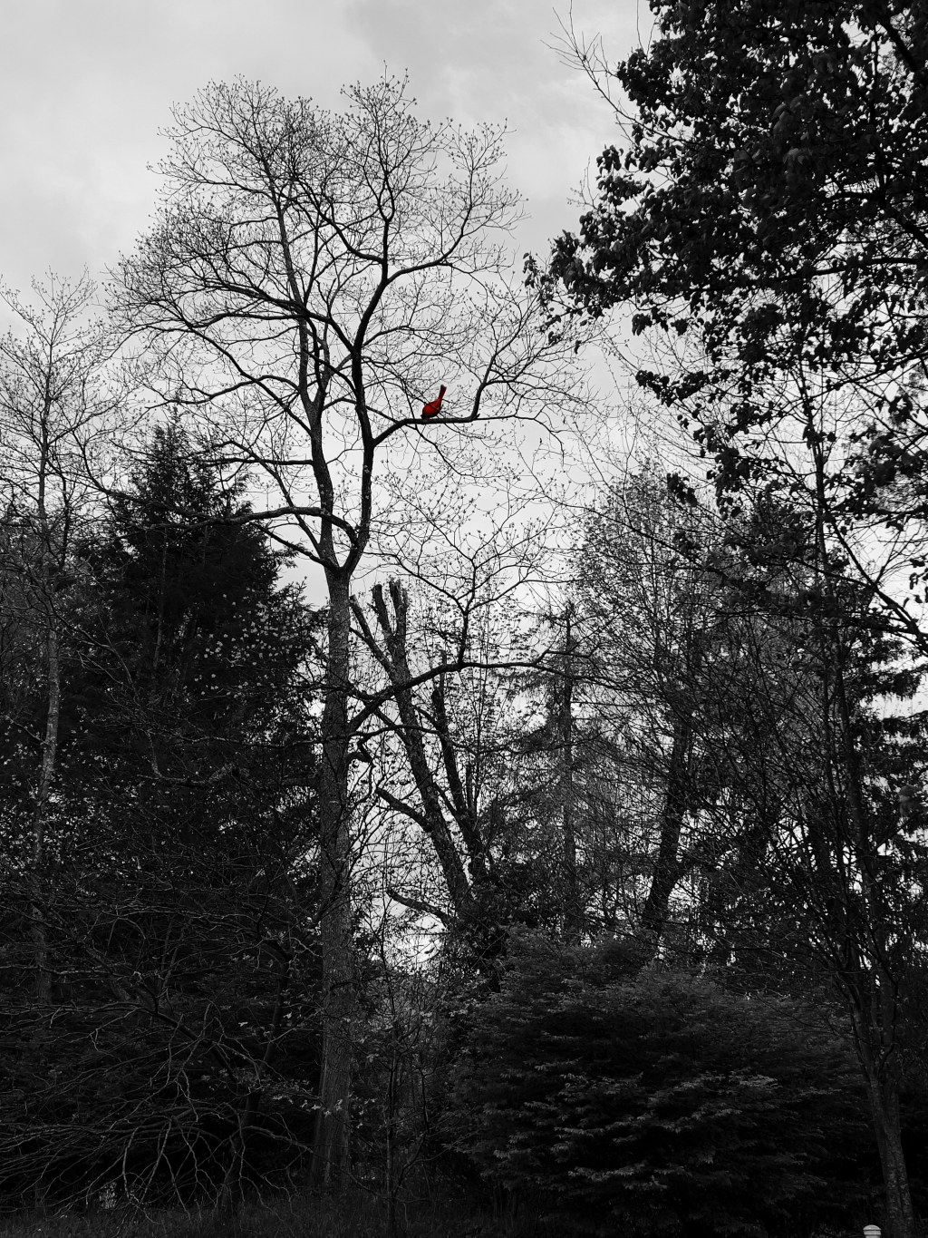 Wishing at the&nbsp;Oak